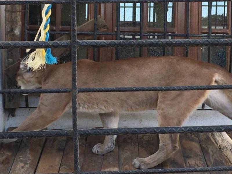 PUMA