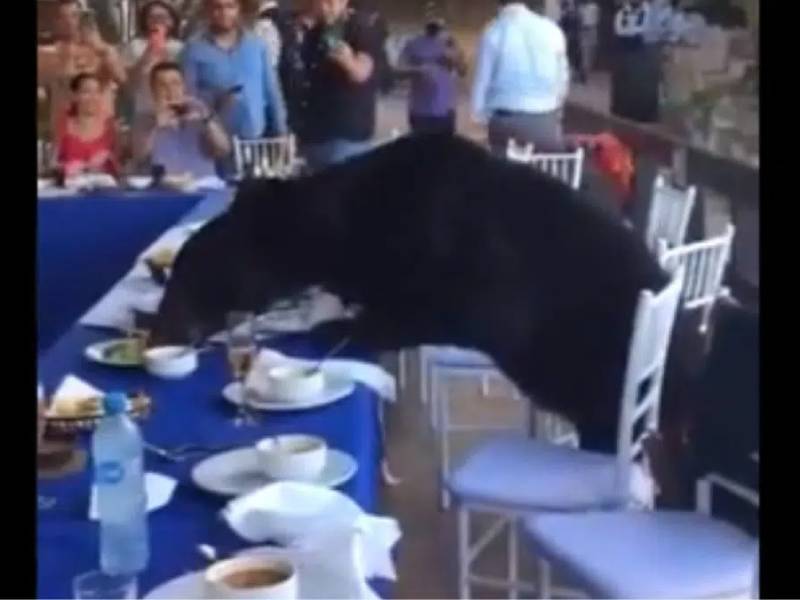 Video: ¡Se coló a la celebración! Oso negro irrumpe en fiesta para darse un festín