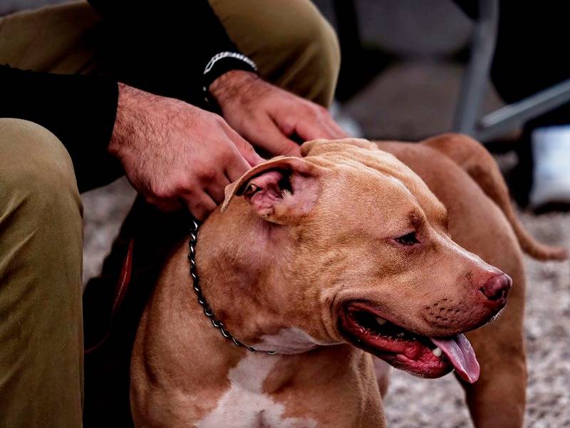 Las mascotas requieren especial atención durante la vejez