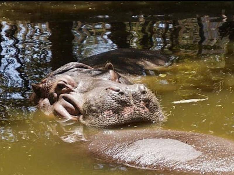 hipopótamo