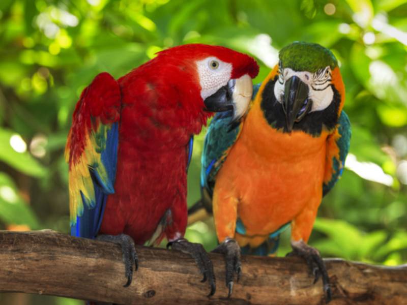 aves