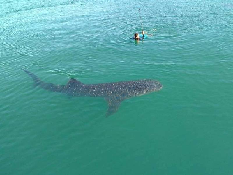 Coronavirus cancela festejos por el Día Internacional del Tiburón Ballena en Holbox