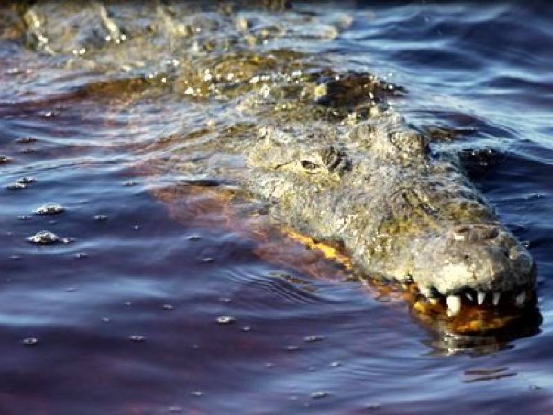 Advierten presencia de cocodrilos en la playa