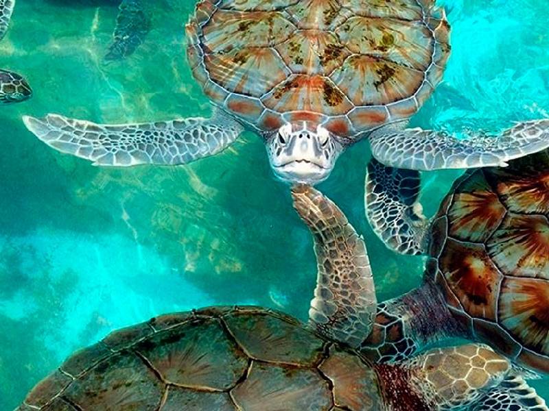 tortugas