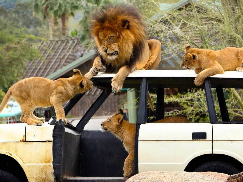 Por aumento de Covid-19 vacunarán a leones, tigres y otras especies en este zoológico