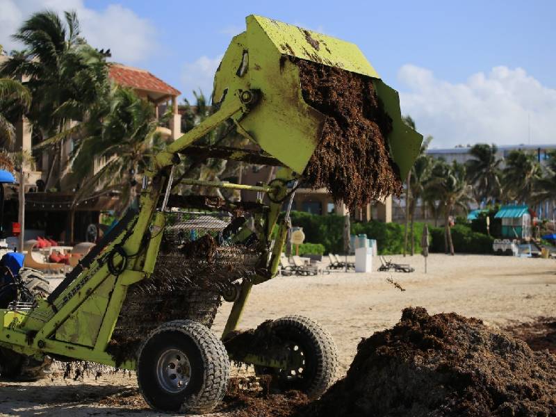 Se han retirado mas de 16 mil toneladas de sargazo en Solidaridad
