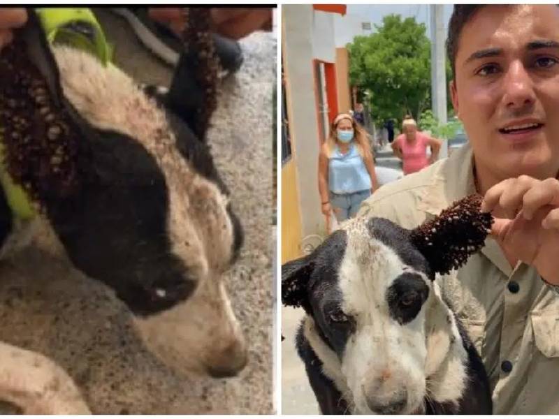 Videos: ÔÇ£Llegamos tardeÔÇØ: Hombre encuentra a perrita con garrapatas
