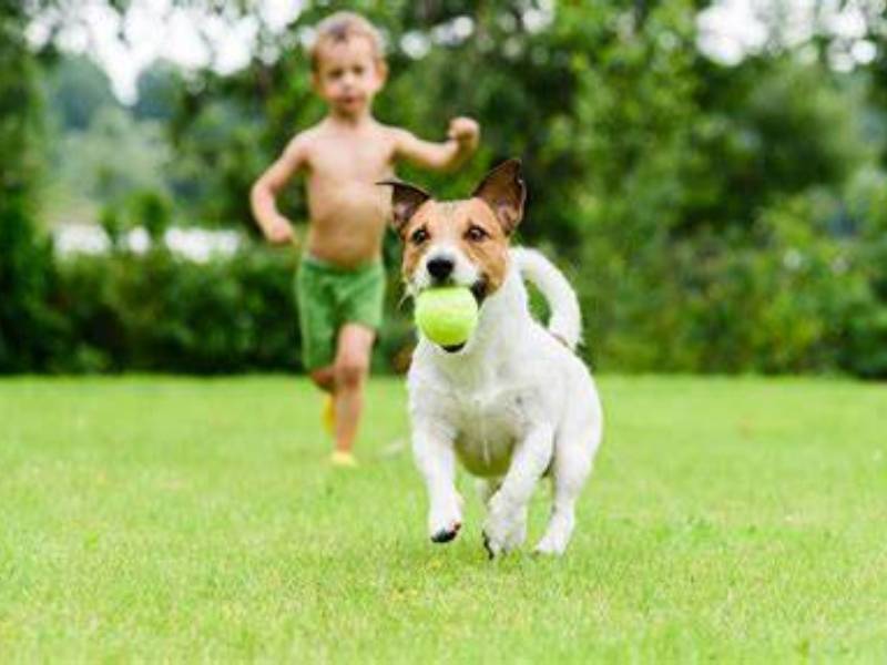 ¿Cómo ayudan las mascotas a la salud mental y a reducir el estrés
