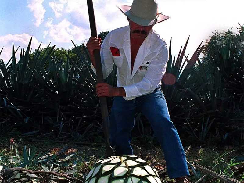 Tequila, primer Destino Turístico Inteligente