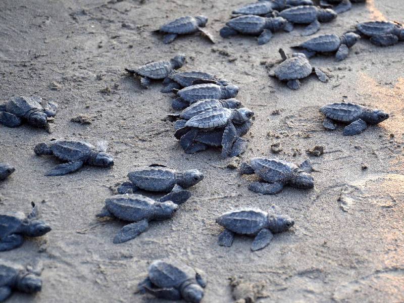 Protección a las Tortugas Marinas