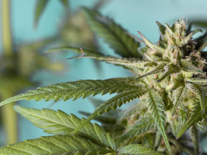 Adicción al cannabis podría ser factor de riesgo para la Covid-19