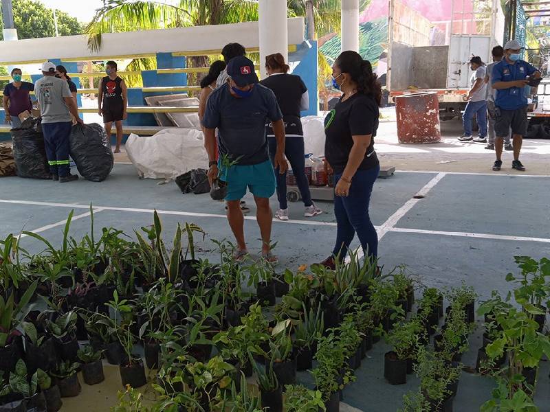 Plantas