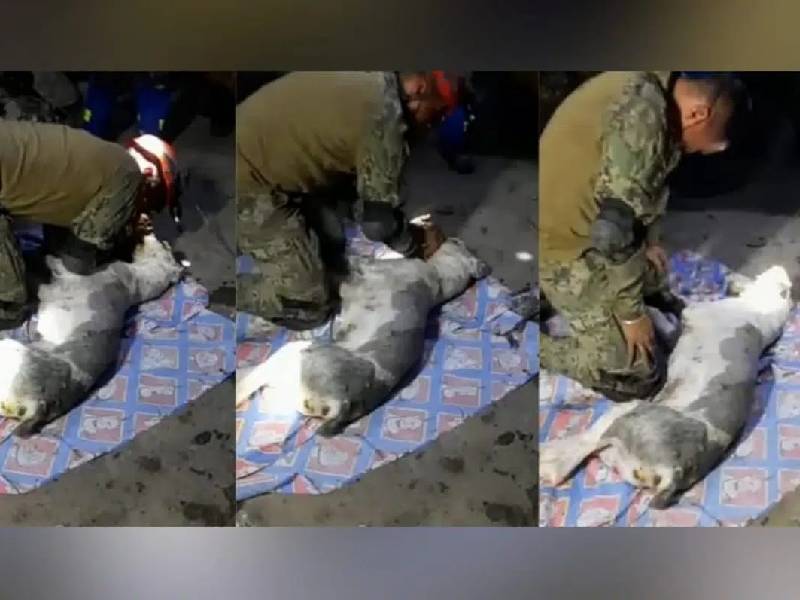 Video: rescate de perrito en Cerro del Chiquihuite se hace viral