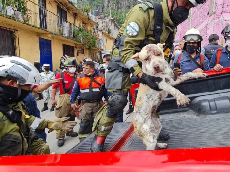 Video. ¡Uno más! Auxilian a perrito encontrado en zona del Cerro del Chiquihuite