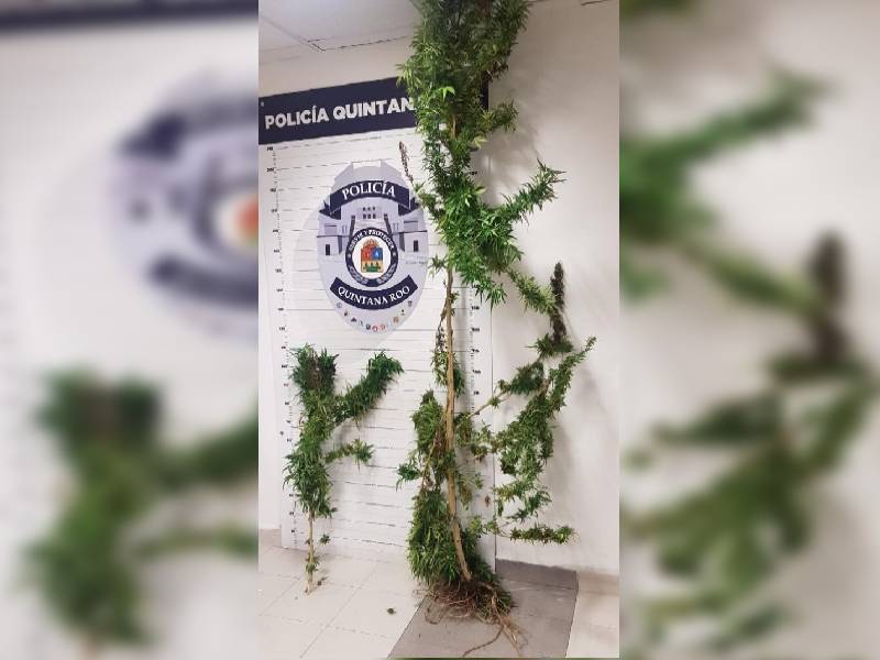 Encuentran tiradas en una calle de Cancún, dos plantas de marihuana