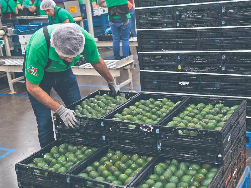 La exportación de agroalimentos supera divisas petroleras: Sader