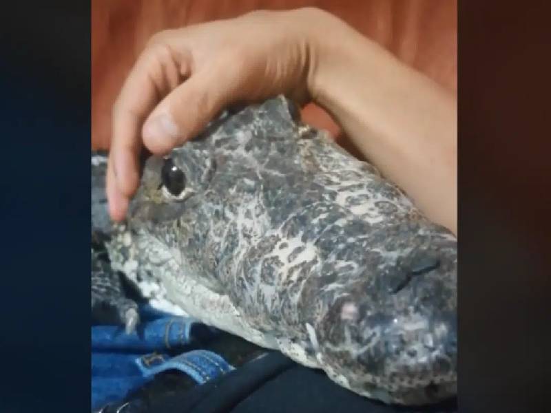 Gamora, la cocodrilo que se cree un perro y triunfa en TikTok