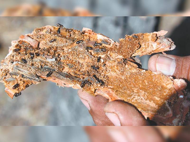 Combaten gusano descortezador en La Malinche