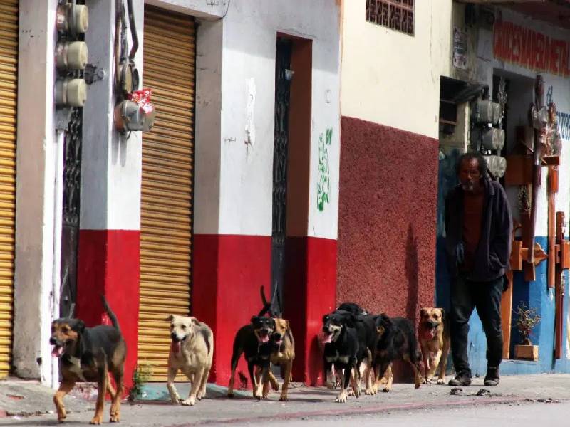 Abuelito se suicida y envenena a 13 perritos en Yucatán