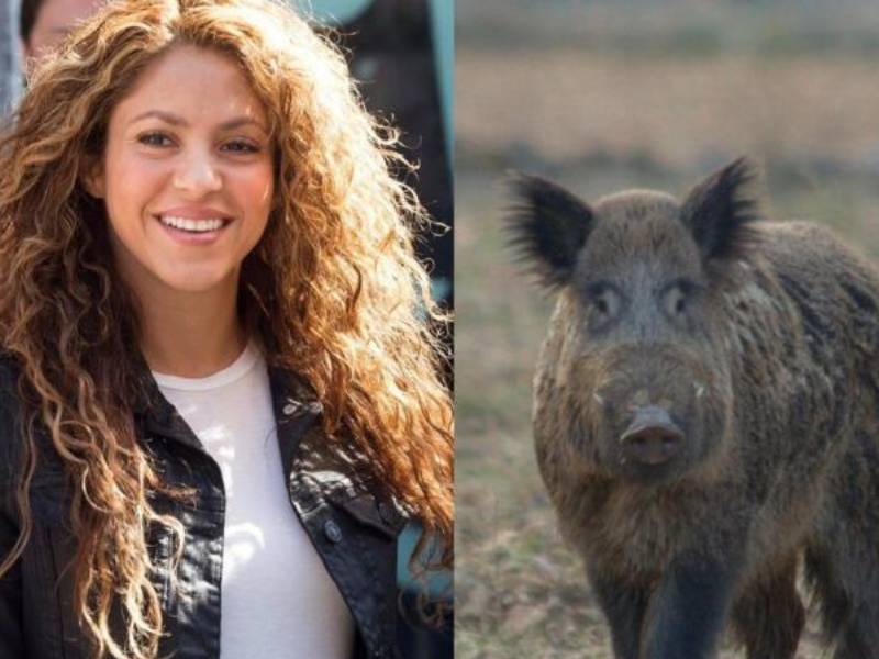 Shakira se enfrenta a jabalíes por su bolso