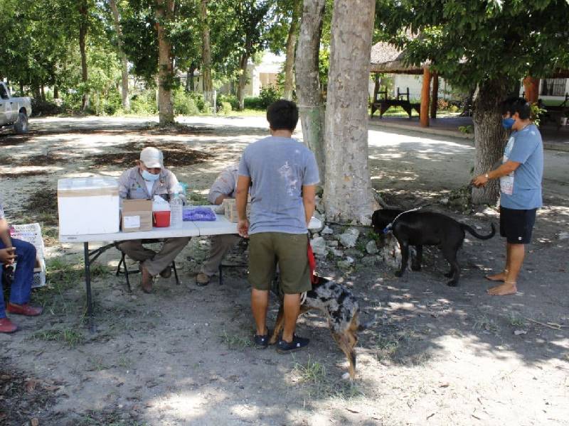 Puerto Morelos aplica vacunación antirrábica