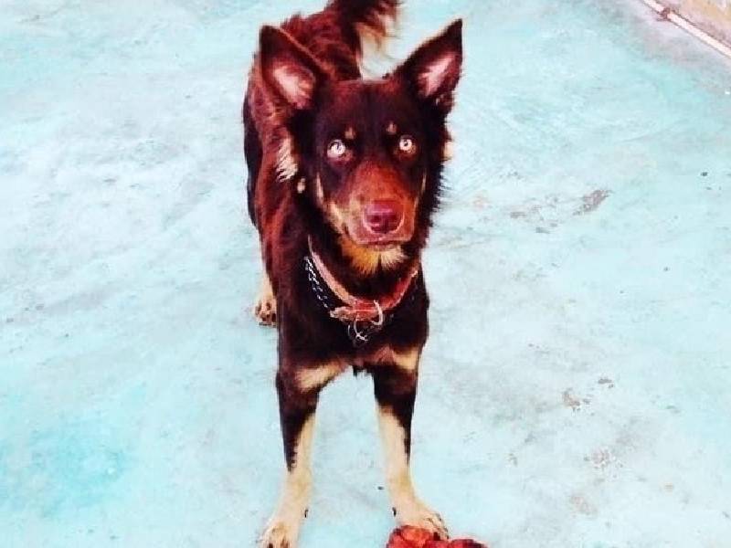 Exigen justicia para Zeuz, Can asesinado a batazos en Chetumal