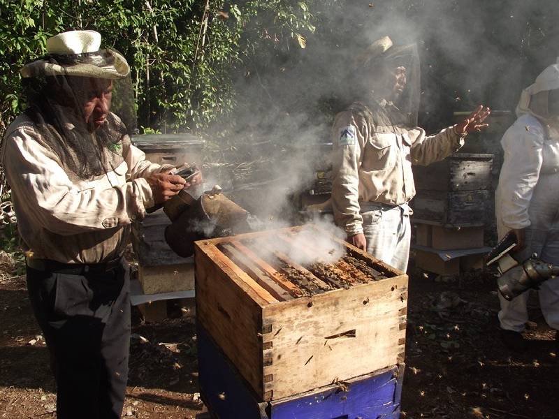 Apicultores cardenenses en crisis