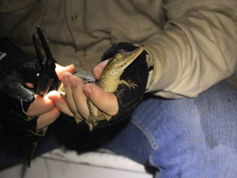 El Parque Ecológico Punta Sur de Cozumel, elegido como sitio de monitoreo de cocodrilos