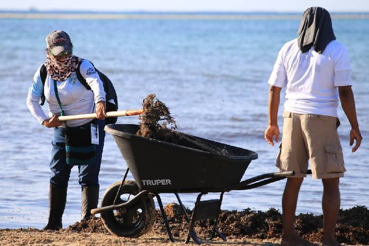 Unen voluntades en Solidaridad en la limpieza de playas y cenotes