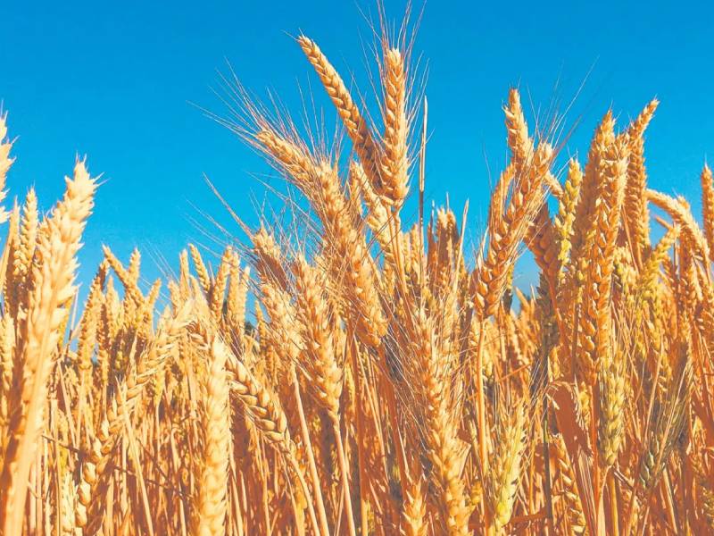 Campo necesita más tecnología: Villalobos