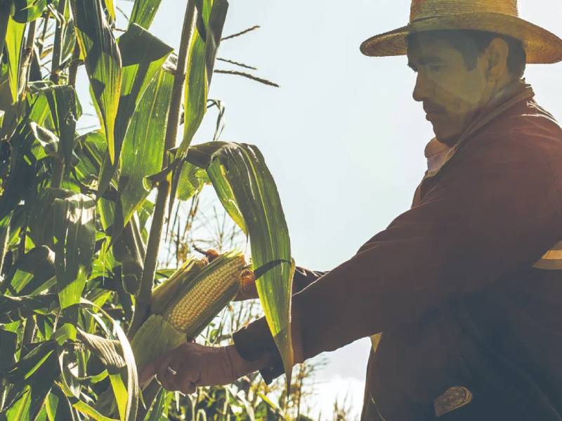 Acuerdan reforzar desarrollo rural sostenible: SADER y AFD