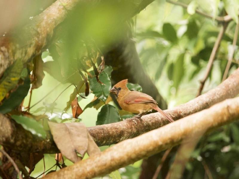 Sensibilizan a la comunidad con Festival de las Aves Isla Cozumel