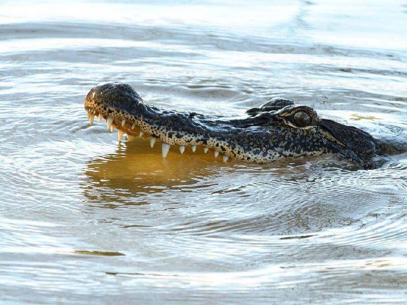 Cocodrilo ataca a turista en Nuevo Vallarta mientras nadaba de noche