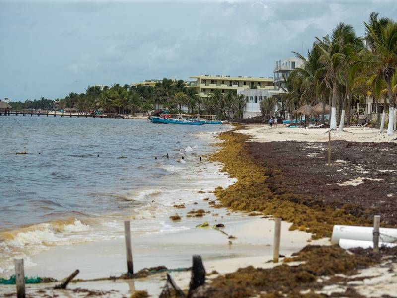 Puerto Morelos, el municipio quintanarroense con mayor presencia de sargazo