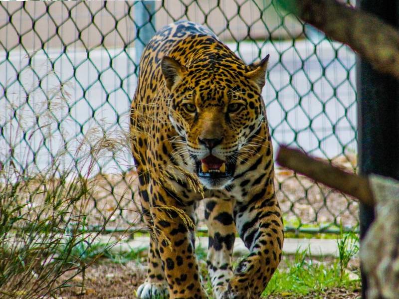 Video.Una mujer en la India se defiende con su bastón del ataque de un leopardo