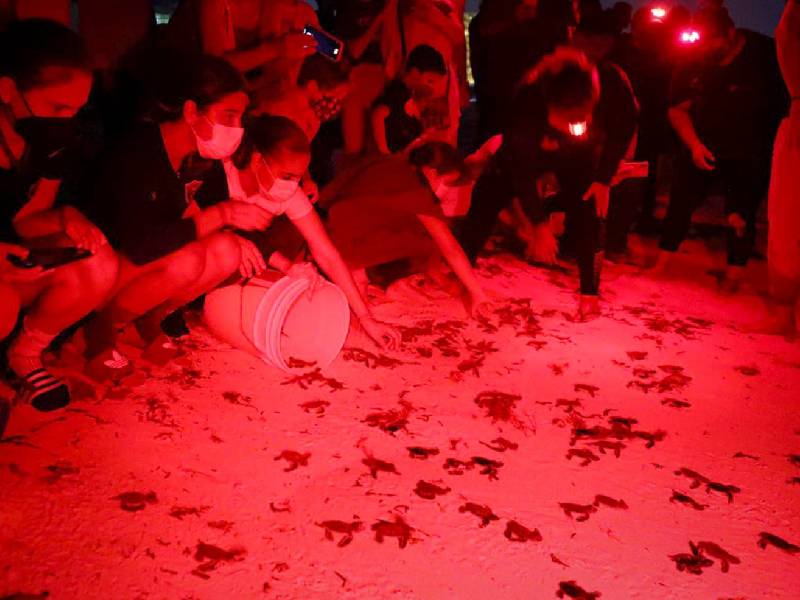 Comprometido gobierno de Benito Juárez con la protección a la tortuga Marina