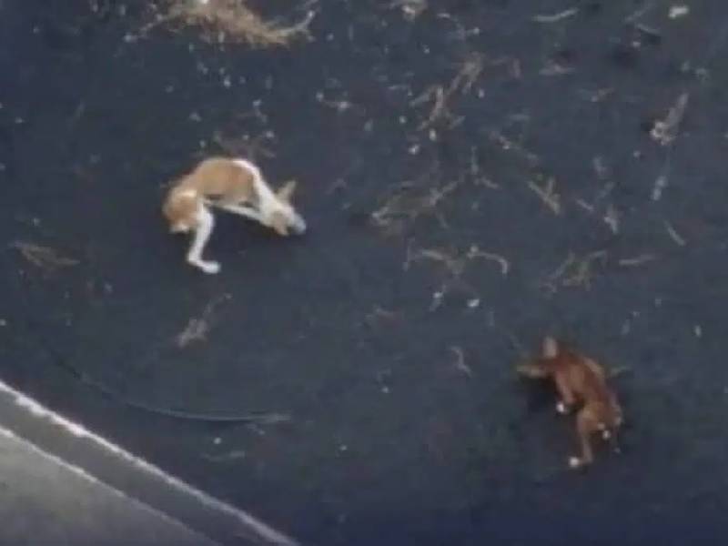 Con drones, el plan para rescatar a perritos atrapados tras erupción volcánica en La Palma