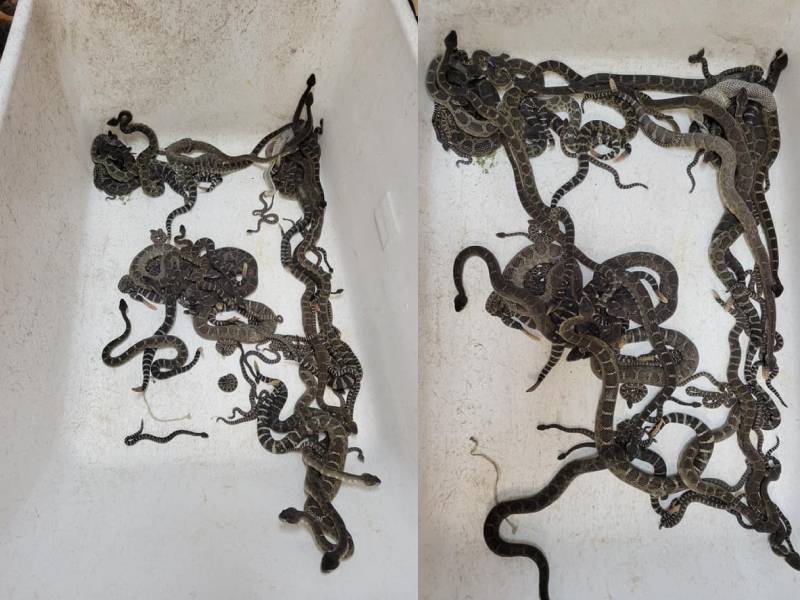 Mujer reporta una serpiente