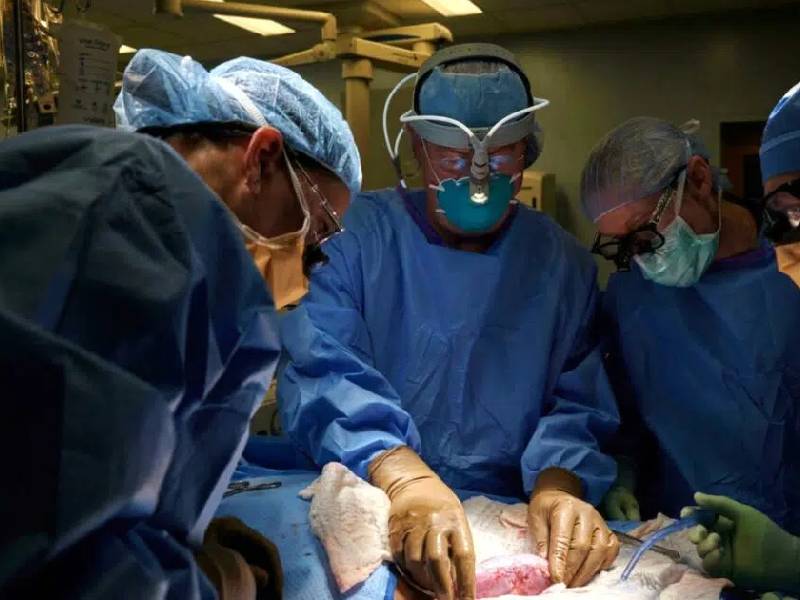 Trasplantan por primera vez riñón de puerco genéticamente modificado en un humano