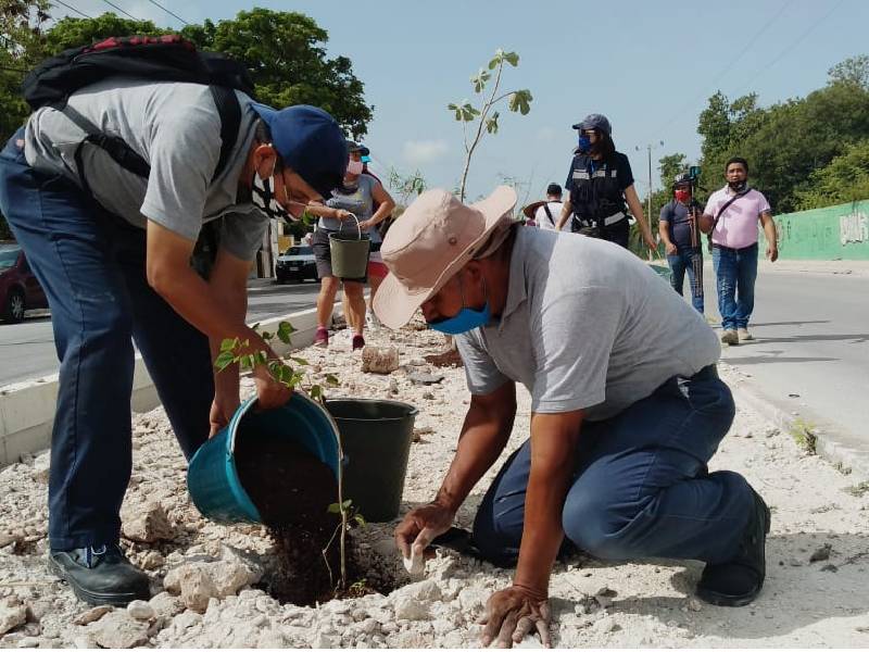 Reforestación en Benito Juárez