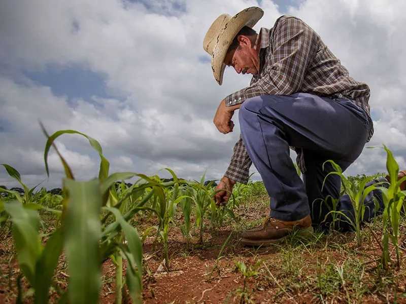Crece 4.3% el gasto federal programado al desarrollo rural sustentable