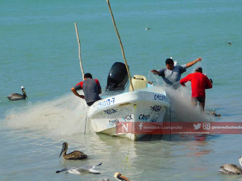 Aumenta la captura del pulpo rojo en Campeche