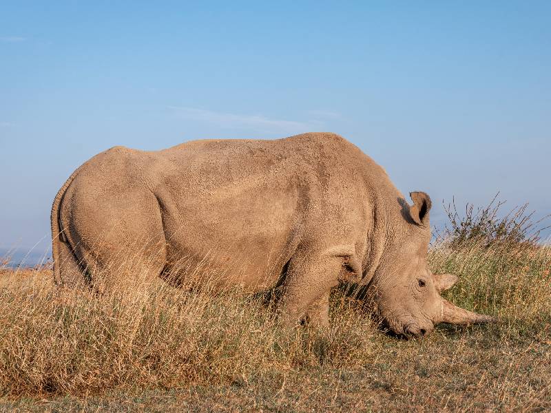 rinoceronte blanco del Norte