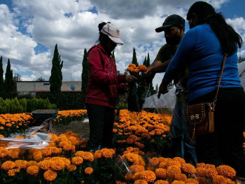 cempasúchil en Xochimilco