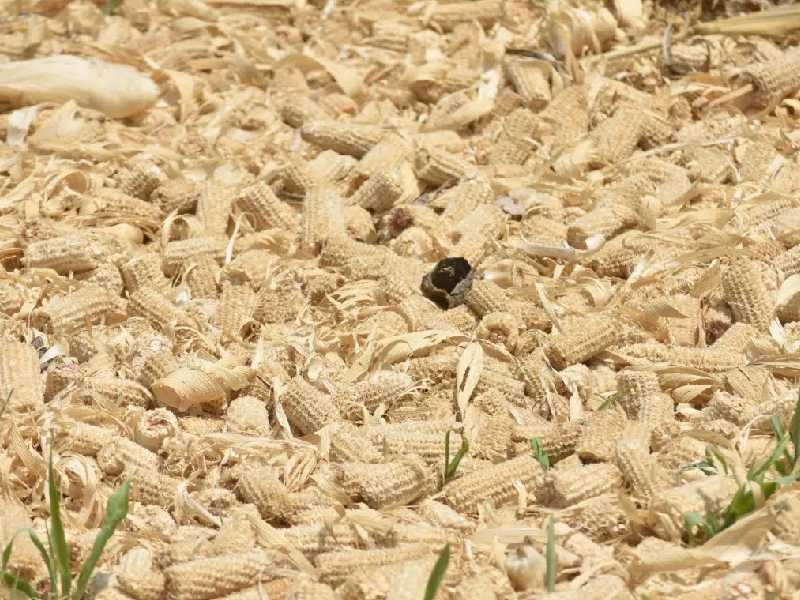 Programa de fertilizantes apoya a productores de Guerrero