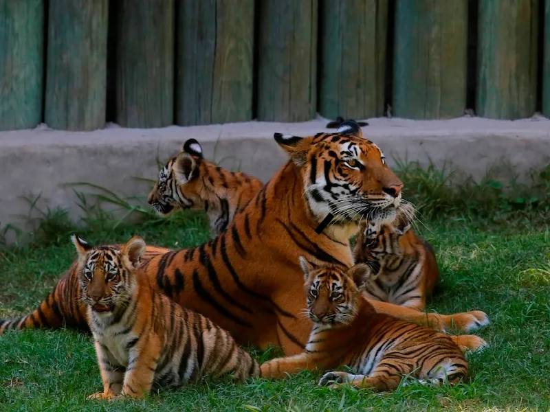 Nacen en México 4 tigres de Bengala, especie en peligro de extinción