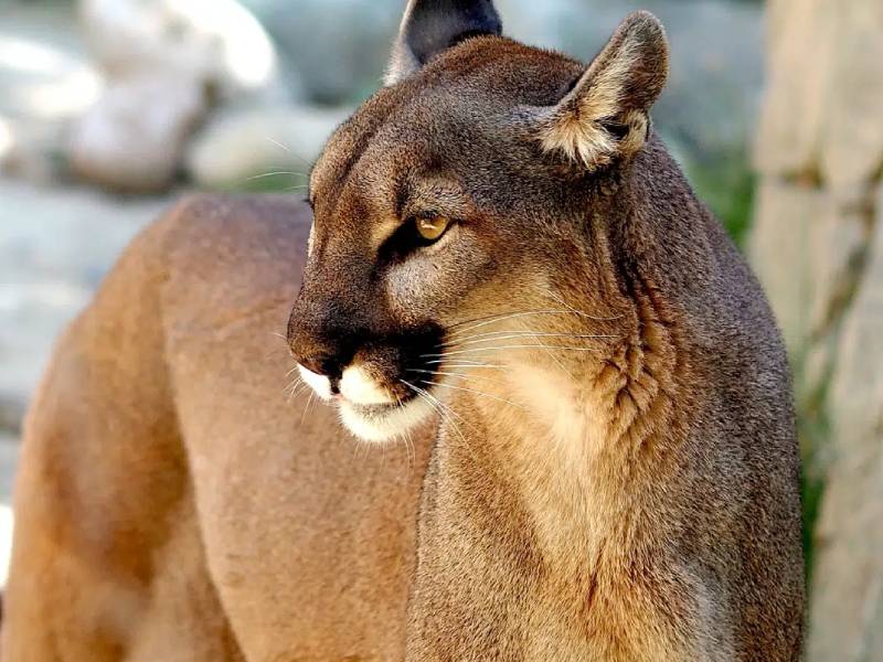 IMáGENES FUERTES: Campesinos en Chiapas matan y exhiben a puma como trofeo