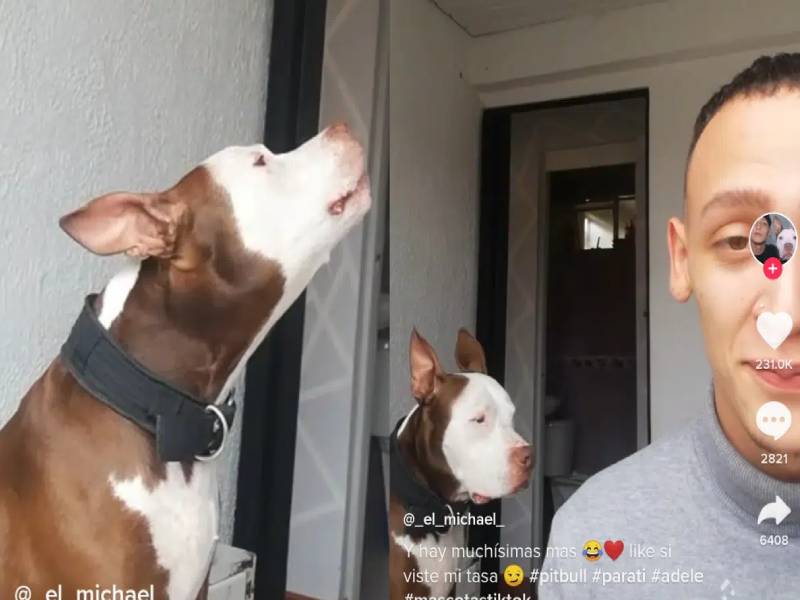 TikTok vuelve viral el video de un perrito al llorar con canciones de Adele