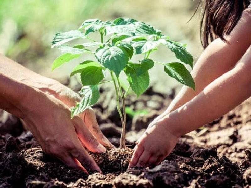 Reforestación: Proyectan plantar 200 árboles en Cancún