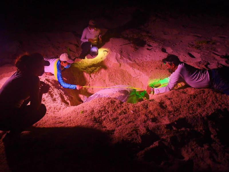 Registran más de mil nidos en el Campamento Tortuguero de Punta Sur